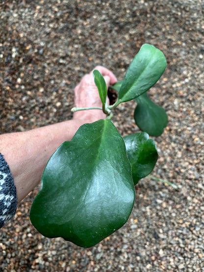 Hoya kerrii pubescent IML 0784 H105