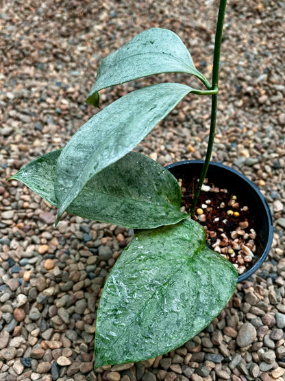 Hoya coriacea (silver) H454