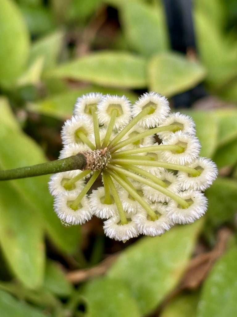 Hoya lacunosa H13