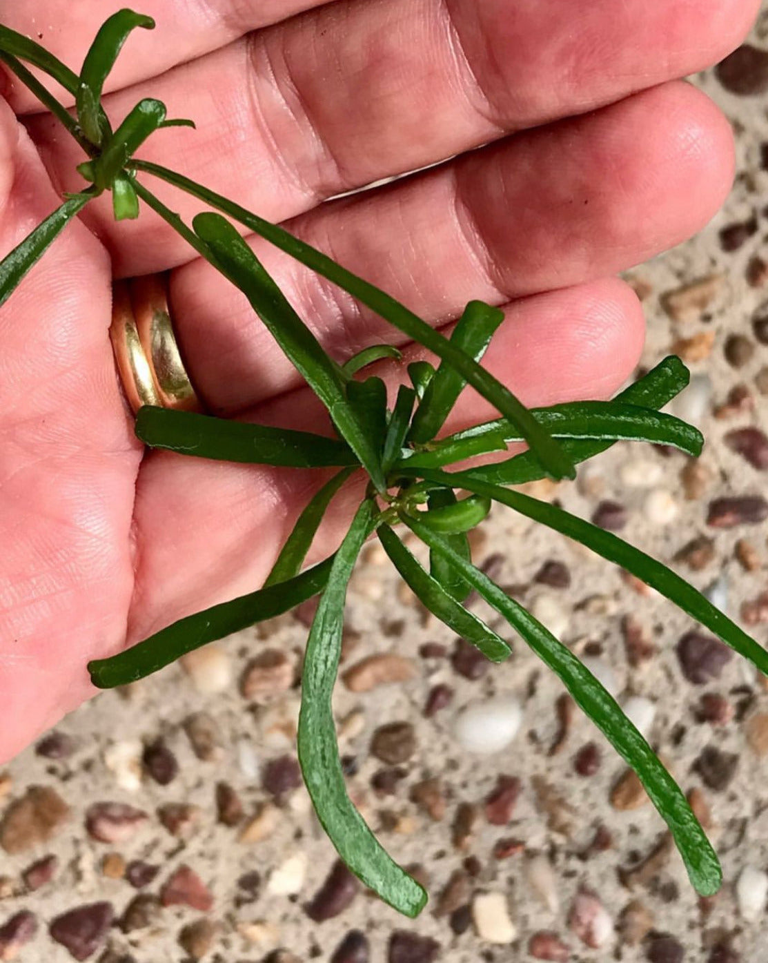 Hoya retusa H47