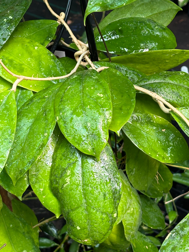 Hoya juannguoiana IML 1604 H104