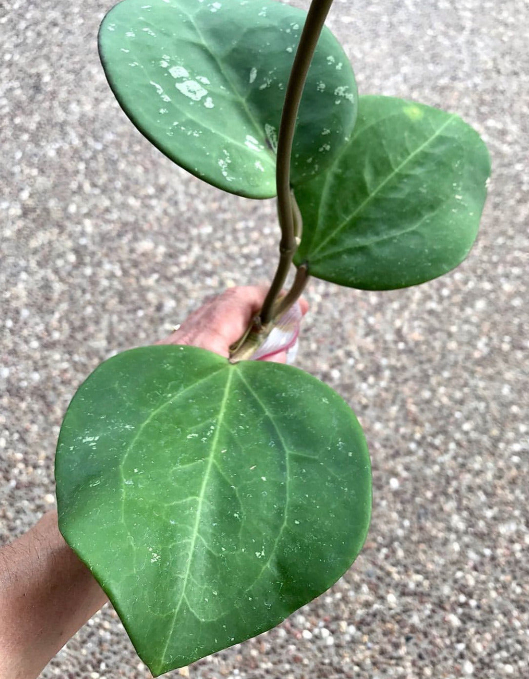 Hoya loyceandrewsiana H153
