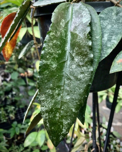Hoya caudata v crassifolia H200