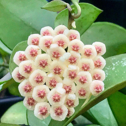 Hoya walliniana H30