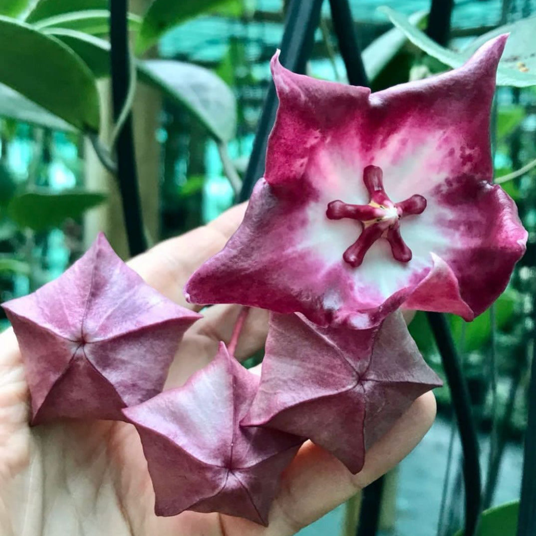 Hoya macgillivrayi 'Langkelly Ck. Qld.' IML 0015 H63