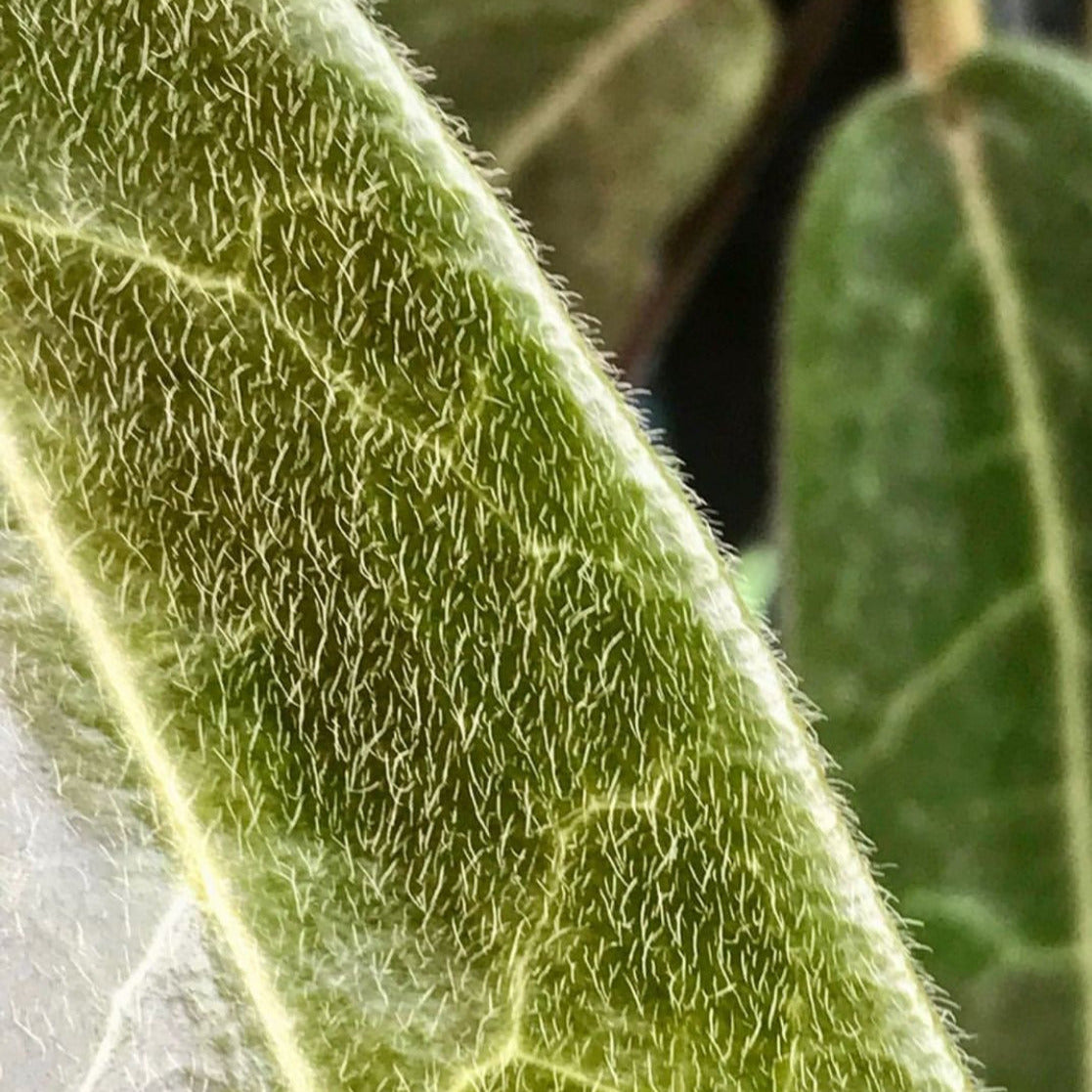 Hoya hypolasia Madang PNG IML 1155 H164