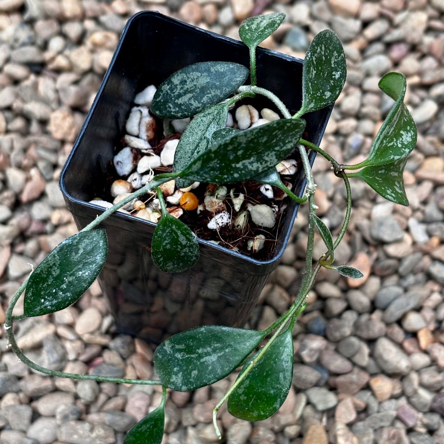 Hoya lima (splash long leaf) H417