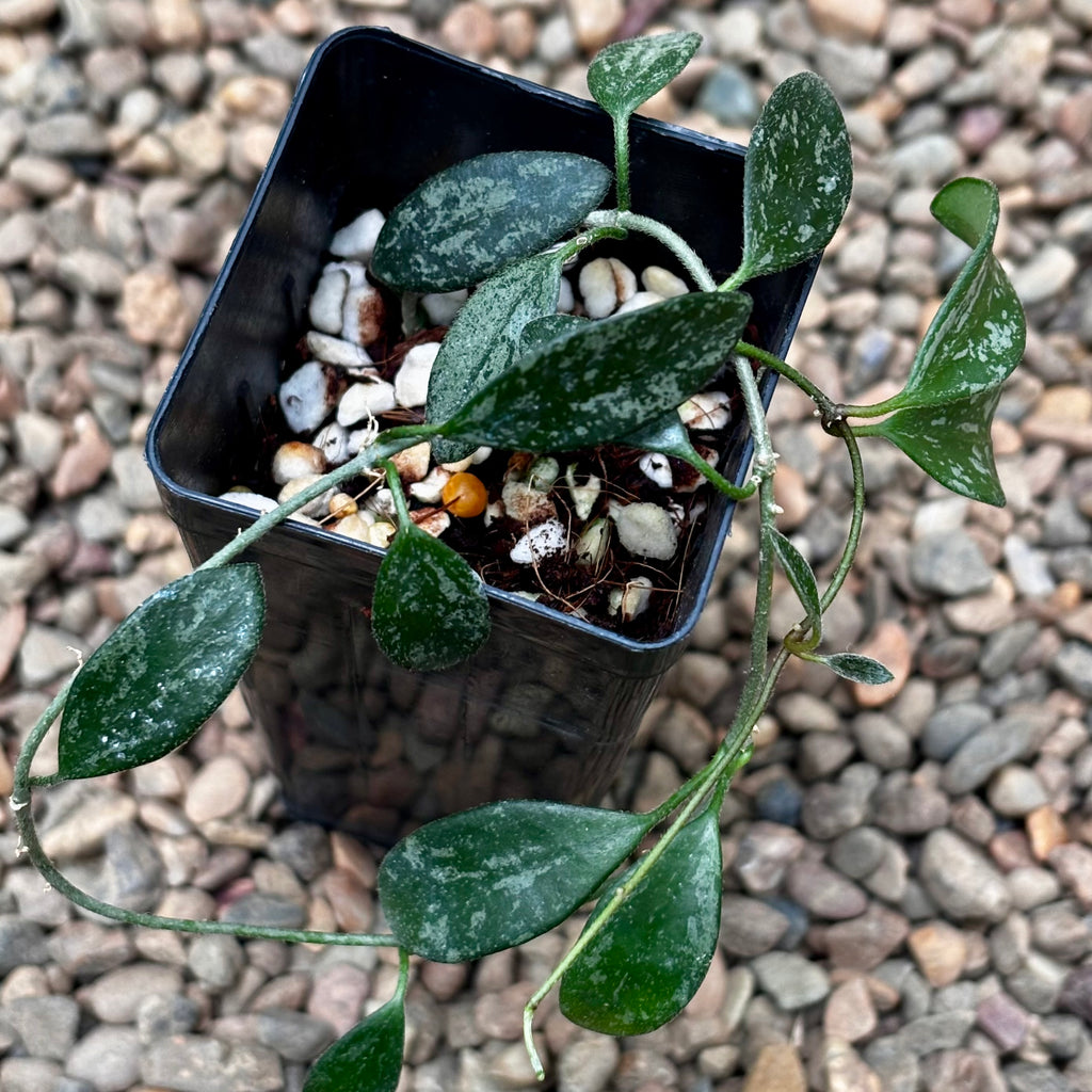 Hoya lima (splash long leaf) H417
