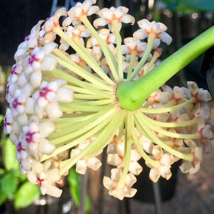 Hoya subquintuplinervis IML 1701 H84