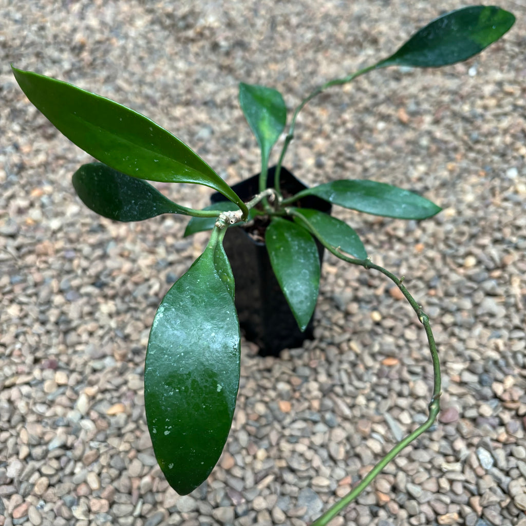 Hoya plicata H206