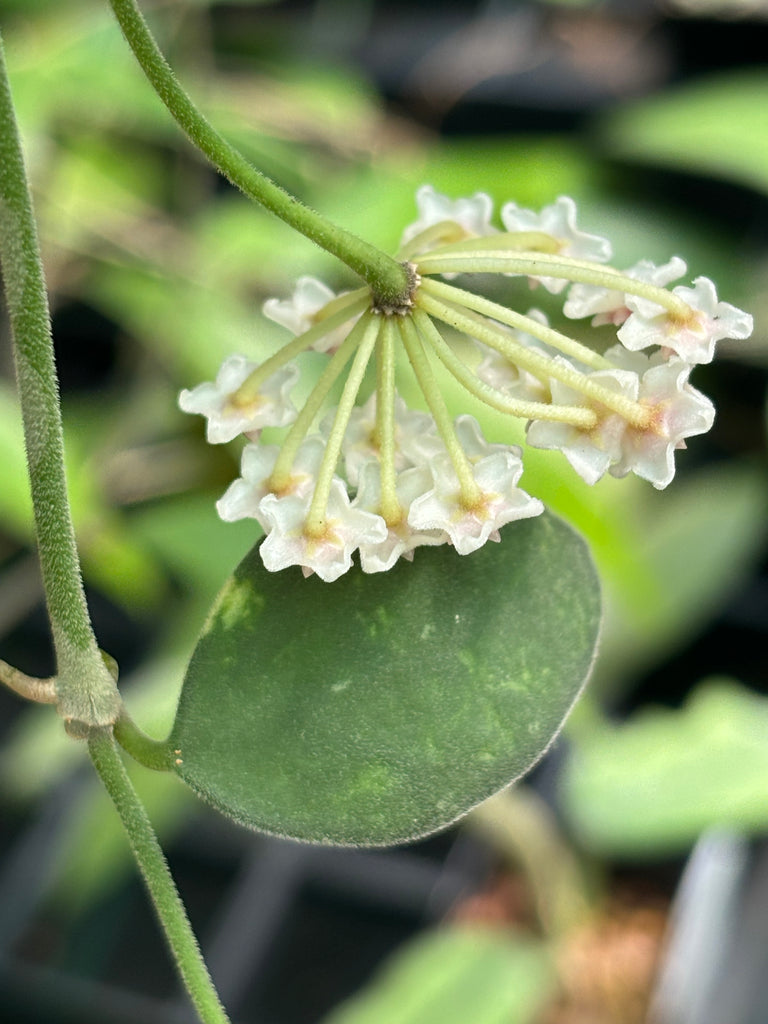 Hoya nummularioides IML 0240 H112