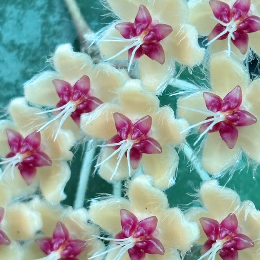 Hoya flagellata (gold) H344