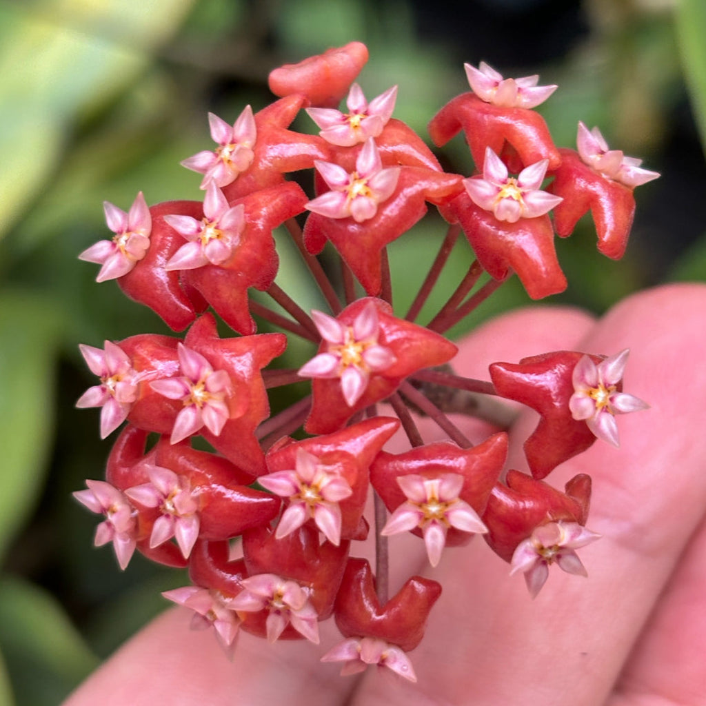 Hoya ilagiorum H183