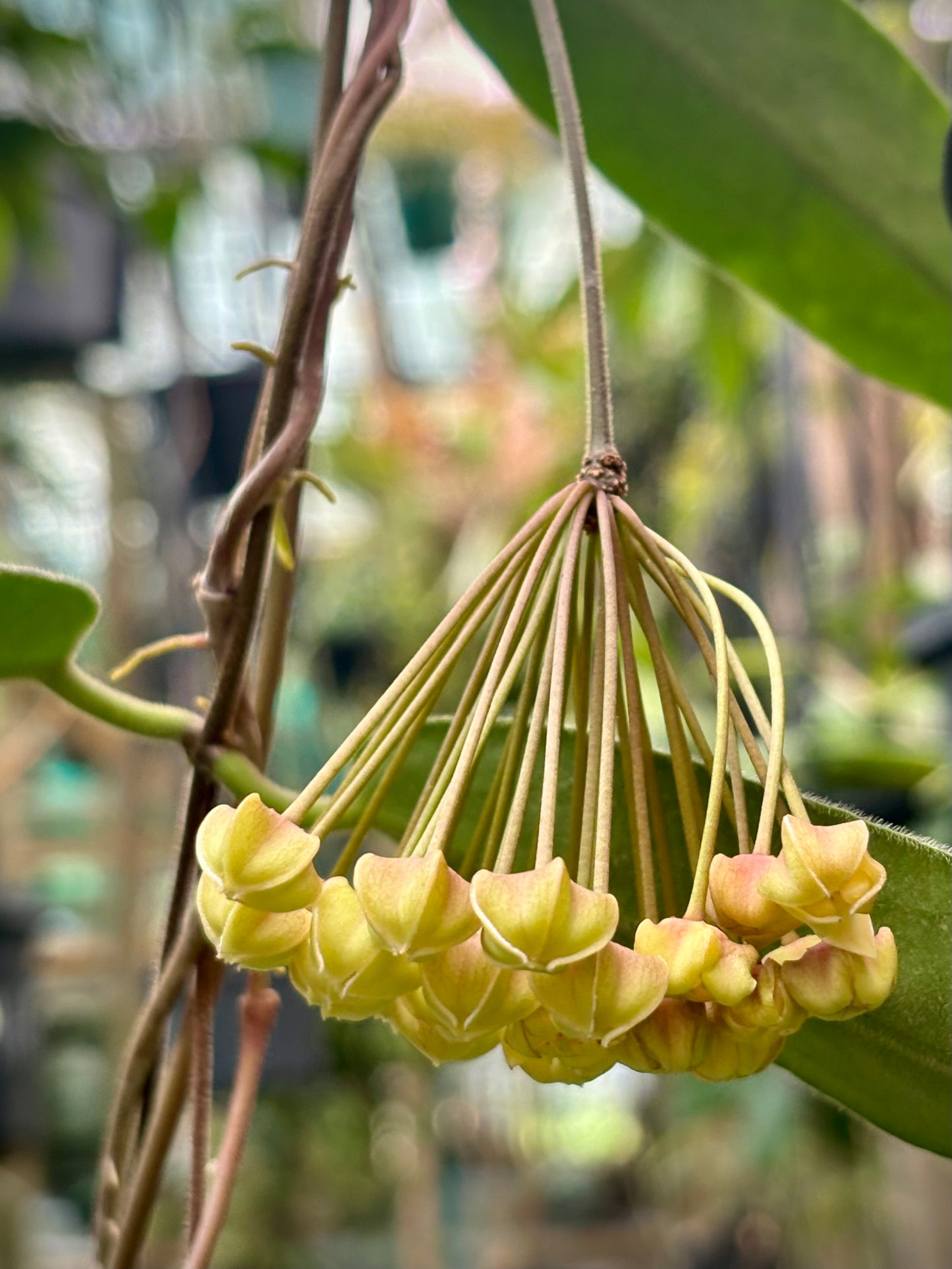 Hoya hypolasia Madang PNG IML 1155 H164