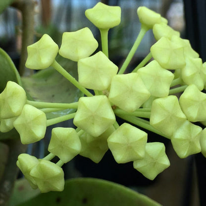 Hoya verticillata (Chiang Mai) H23