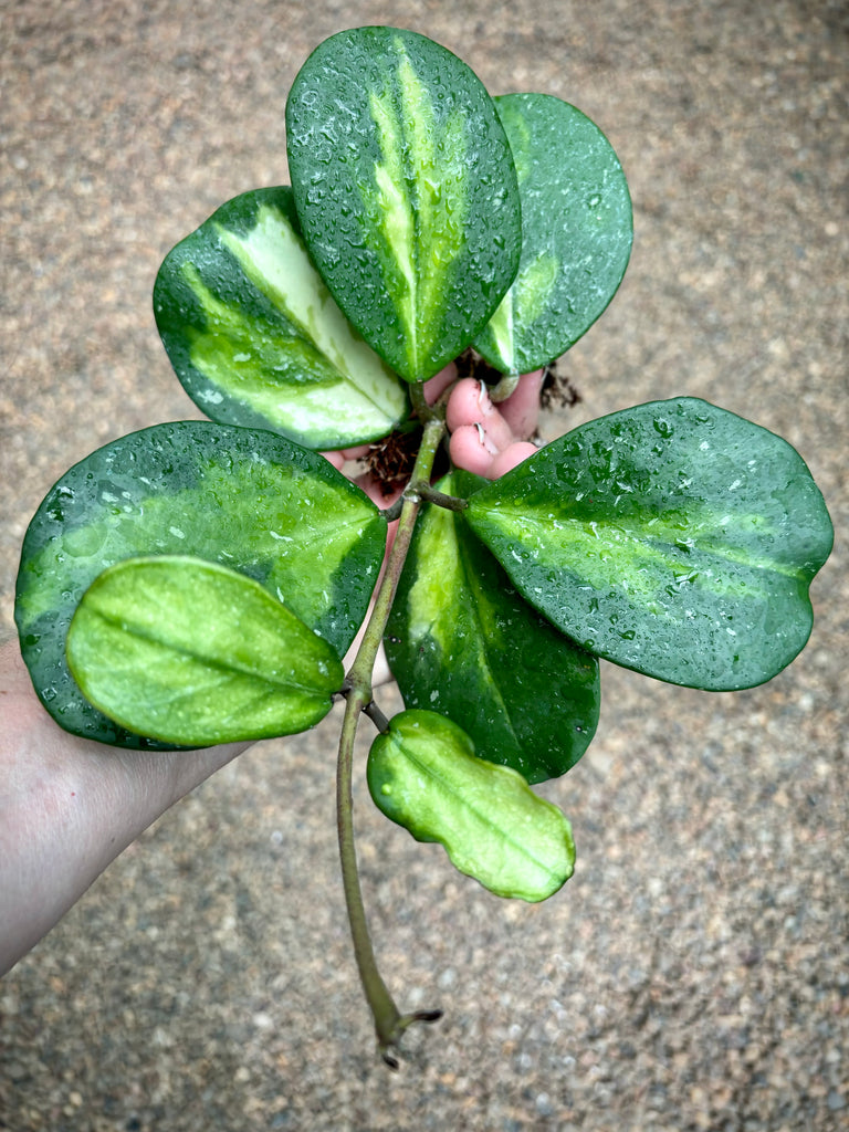 Hoya obovata variegata H294