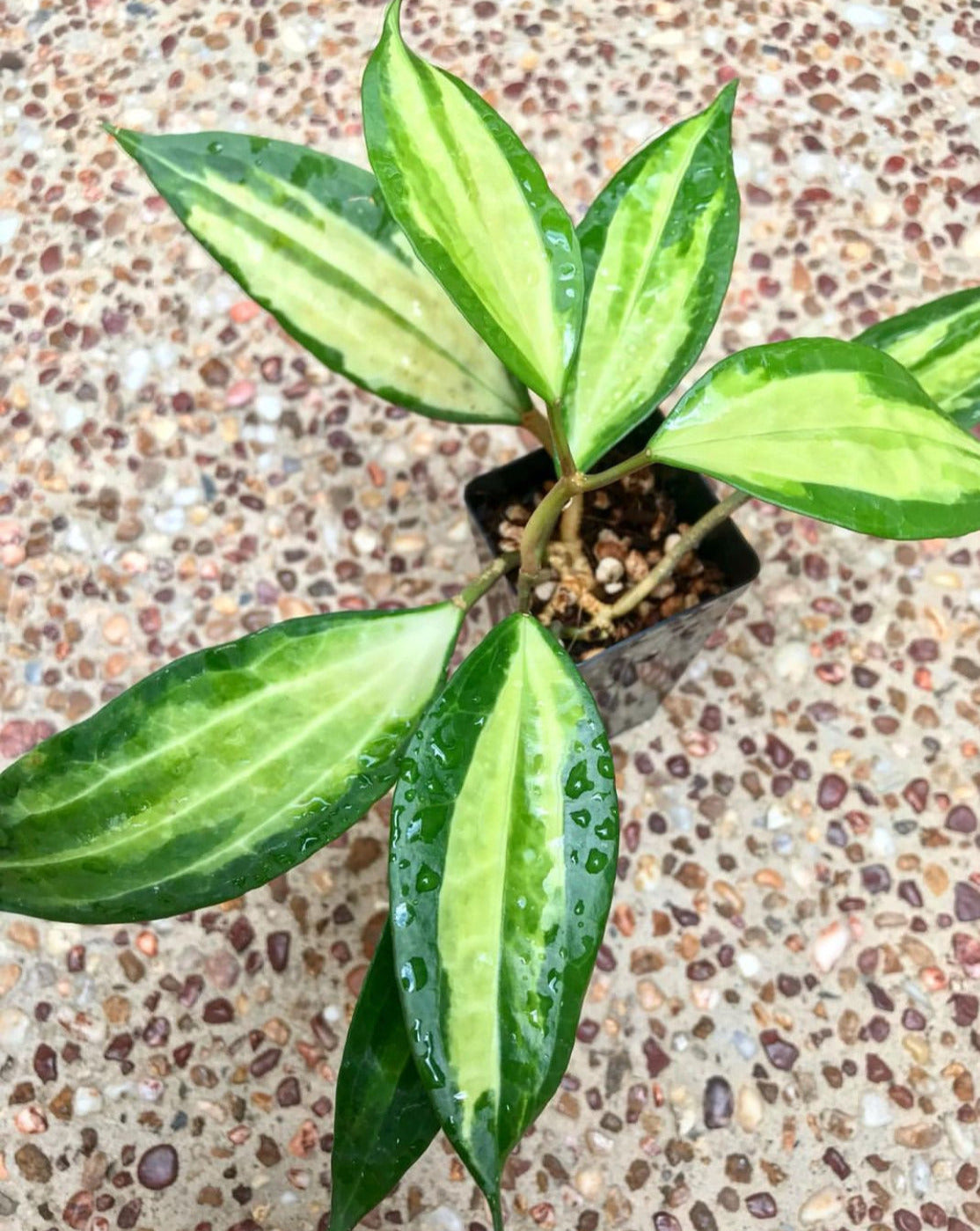 Hoya latifolia 'Pot of Gold' H384