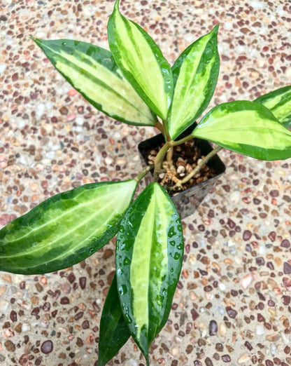 Hoya latifolia 'Pot of Gold' H384