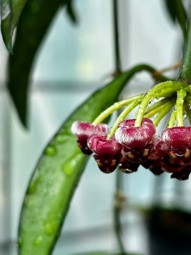 Hoya wayetii IML 1540 H89