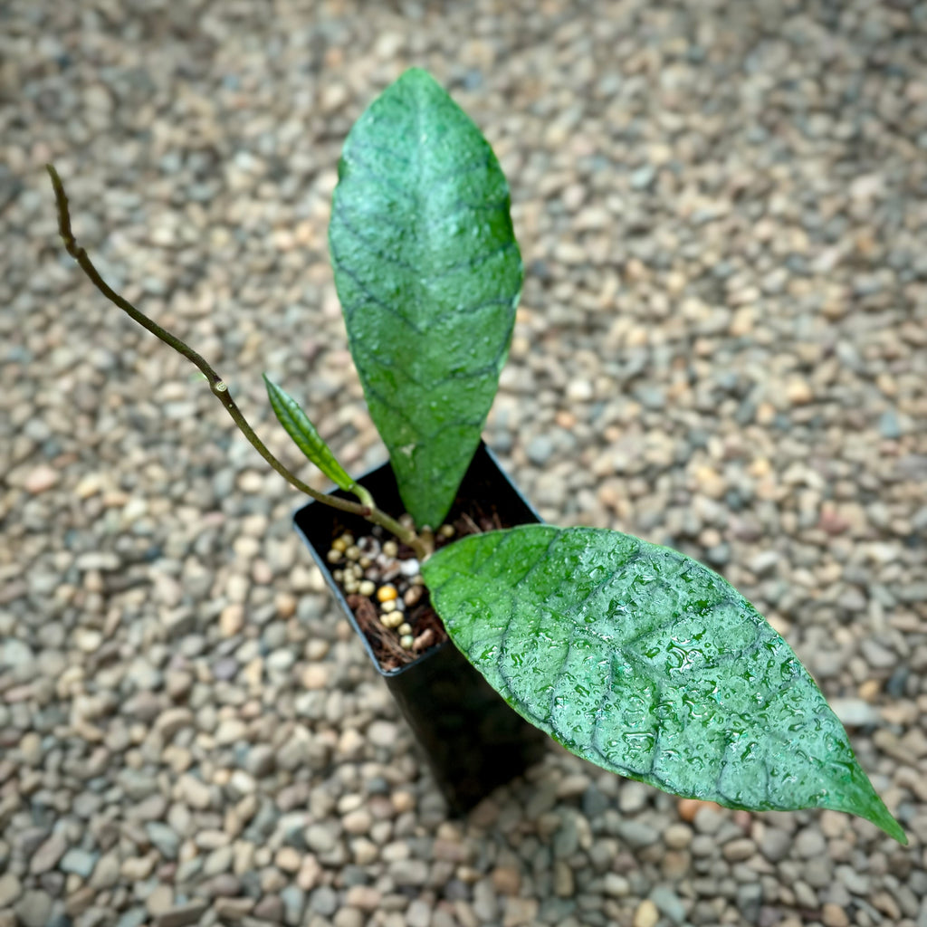 Hoya sp. Kalimantan IML 1168 H141