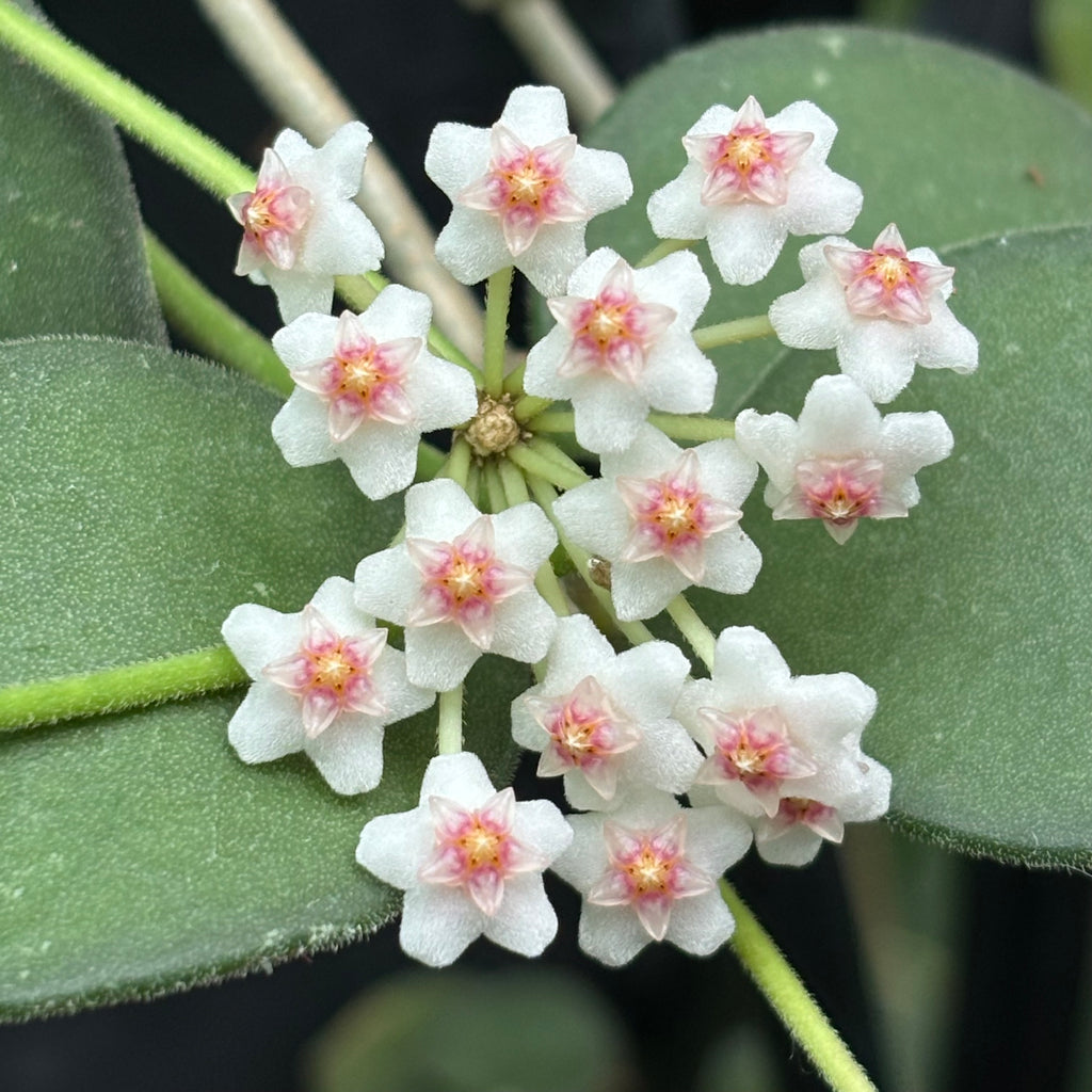 Hoya nummularioides IML 0240 H112