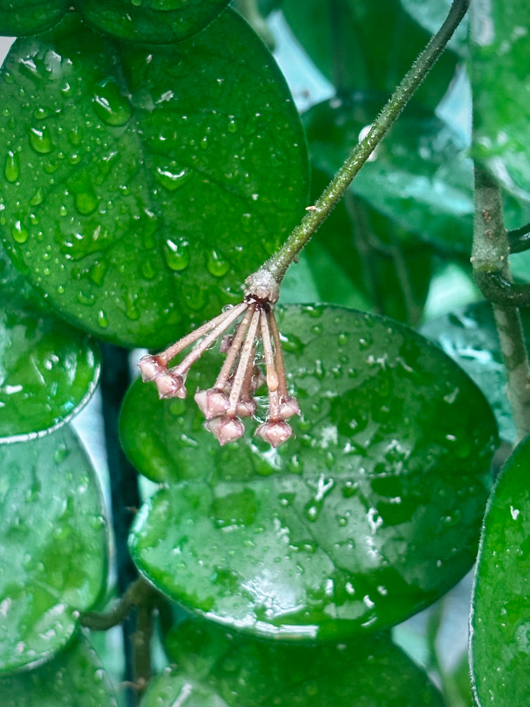 Hoya carnosa Krinkle (giant) H305