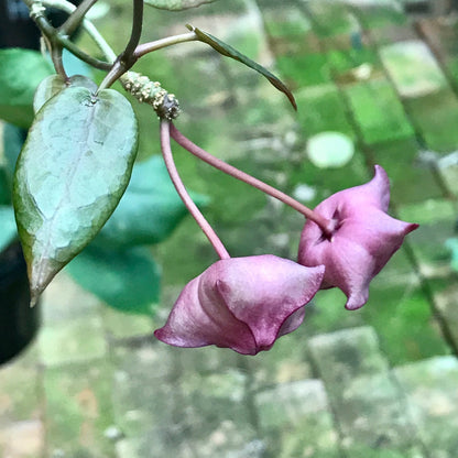 Hoya macgillivrayi 'Langkelly Ck. Qld.' IML 0015 H63