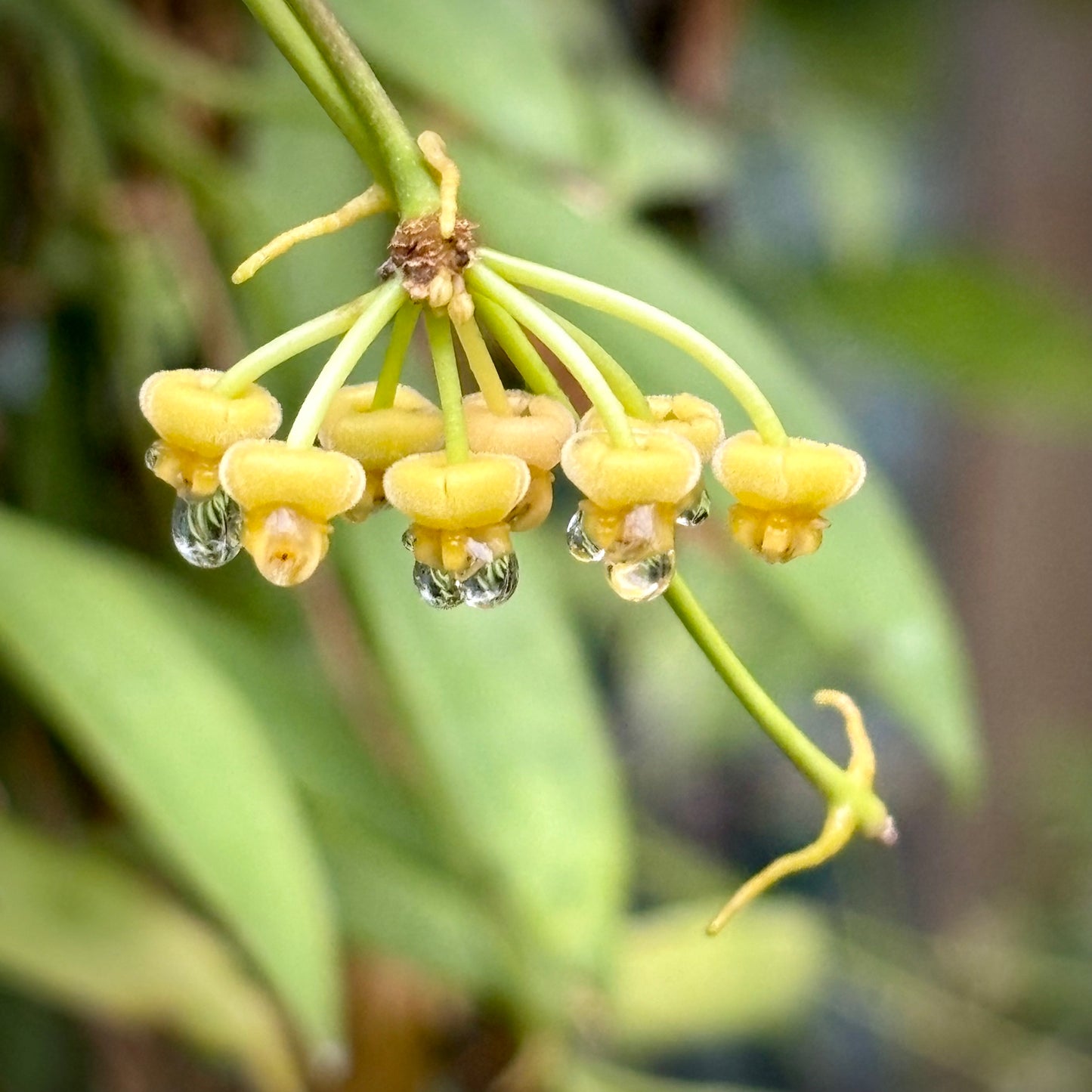 Hoya tsangii H7