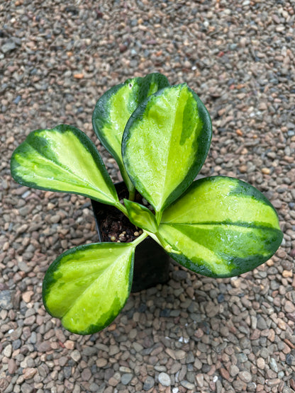 Hoya subquintuplinervis (variegata) H392