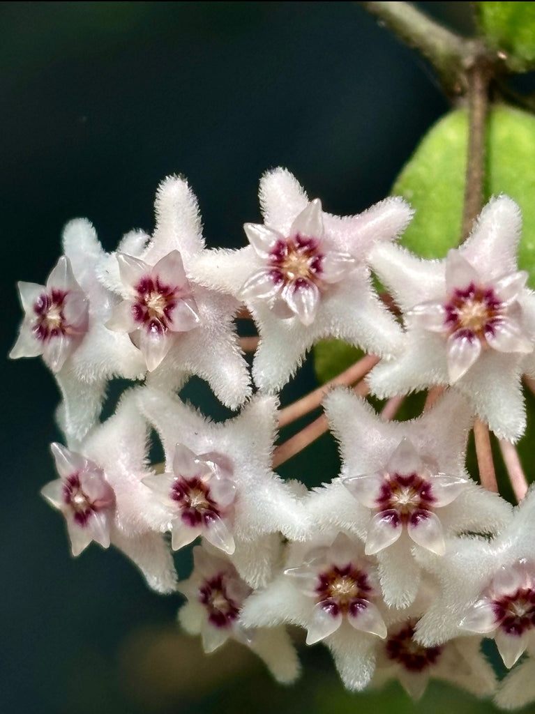Hoya kanyakumariana IML 1580 H238