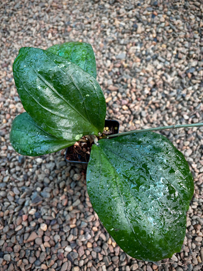 Hoya erythrina (purple) H468