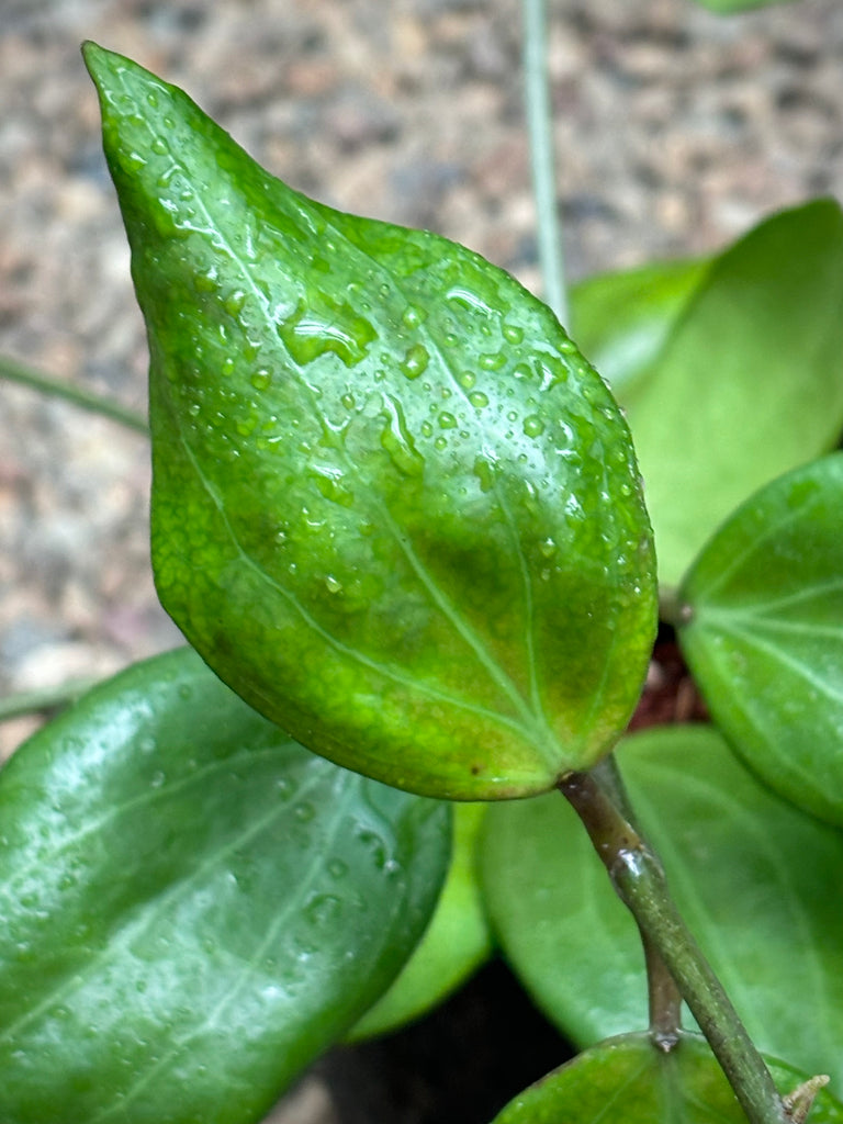 Hoya nicholsoniae H4