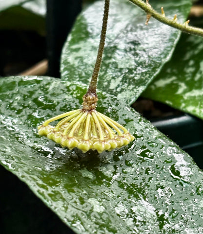 Hoya phuwaensis H317