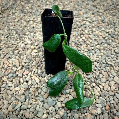 Hoya rotundiflora H291