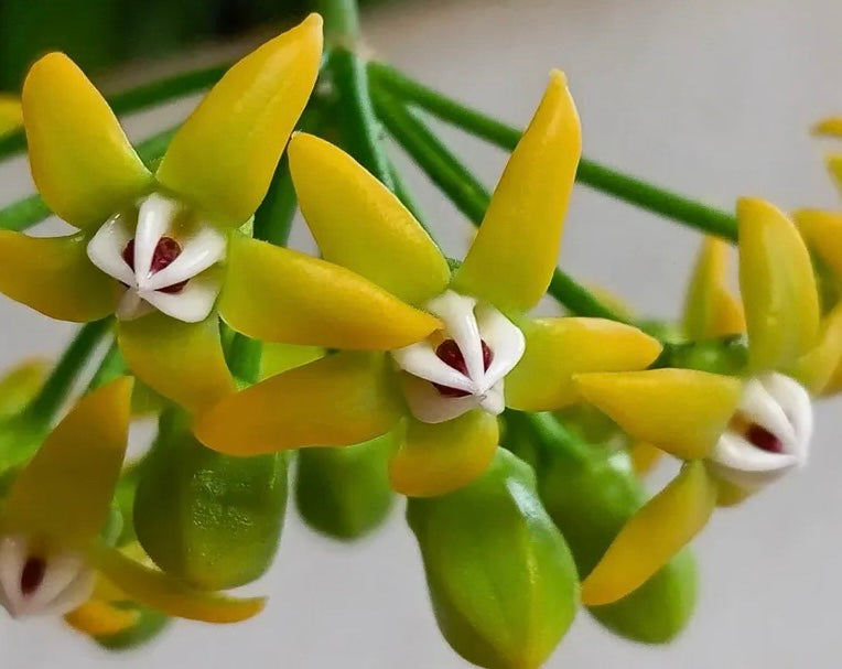 Hoya irisiae green H472