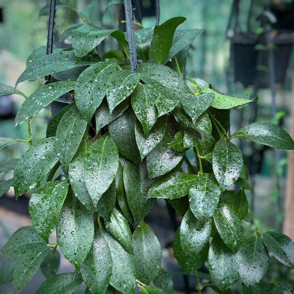 Hoya obscura IML 1003 H68