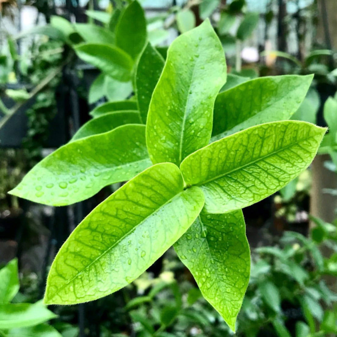 Hoya densifolia H203