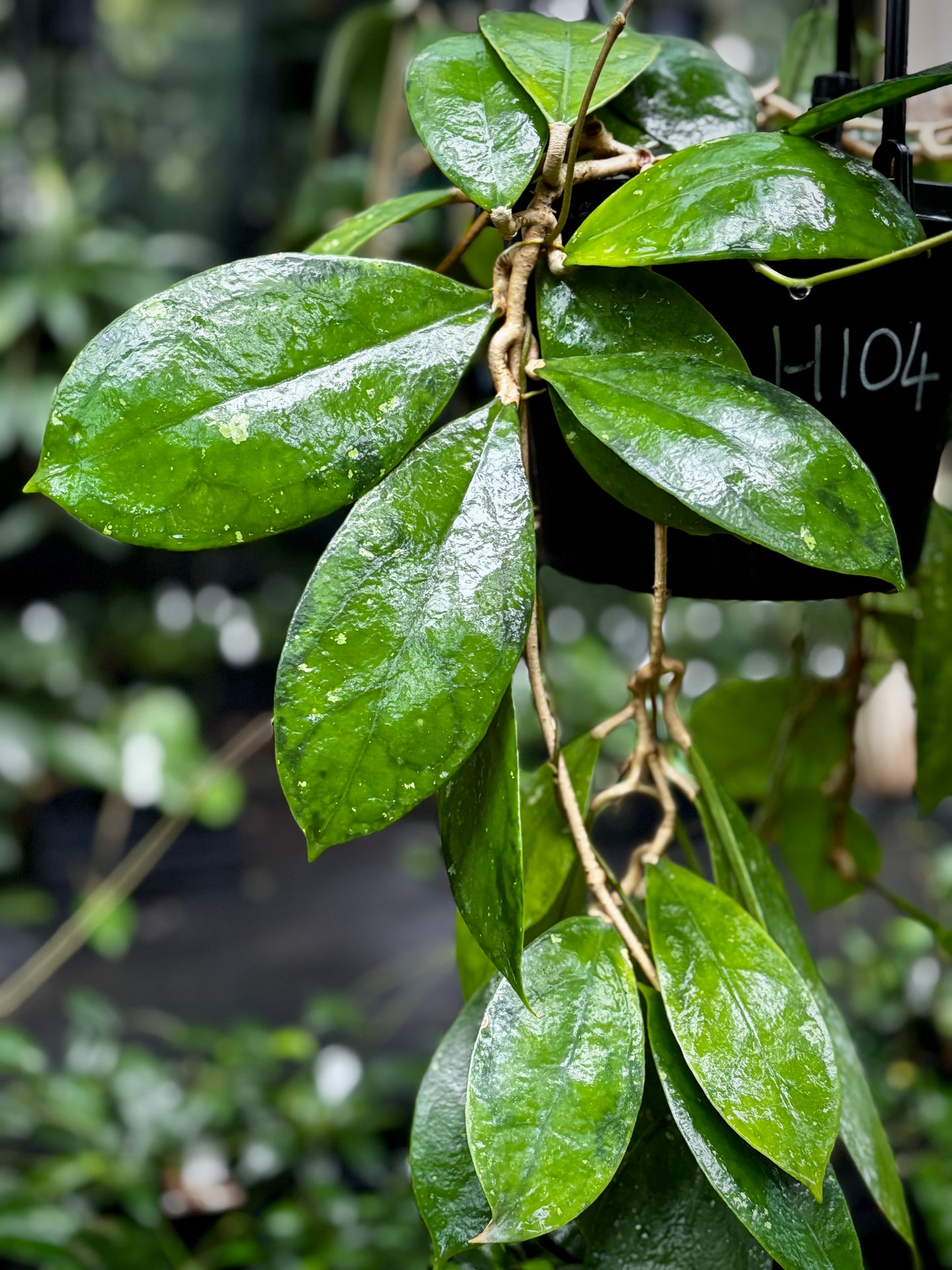 Hoya juannguoiana IML 1604 H104