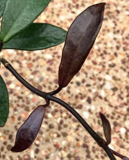 Hoya 'Rubra' IML 0169 H128
