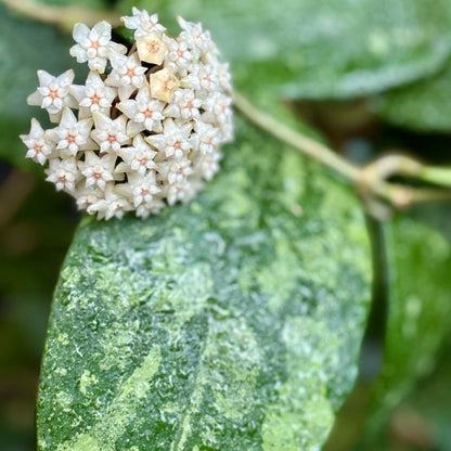 Hoya sp. Ko Chang Is. IML 1508 H127