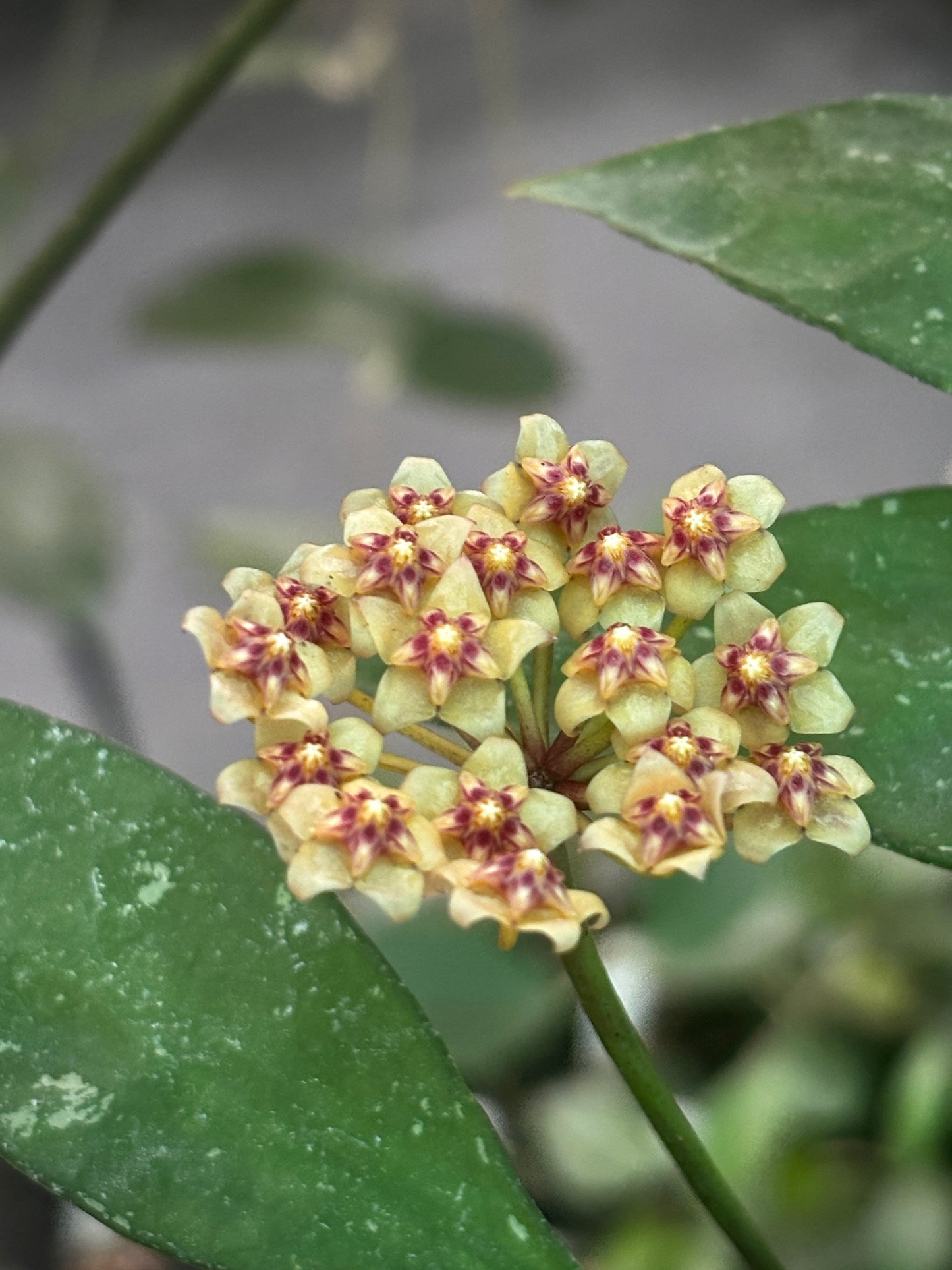 Hoya aff. plicata Malay Peninsula IML 1566 H313