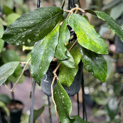 Hoya sp. Sumatra IML 1012 H122