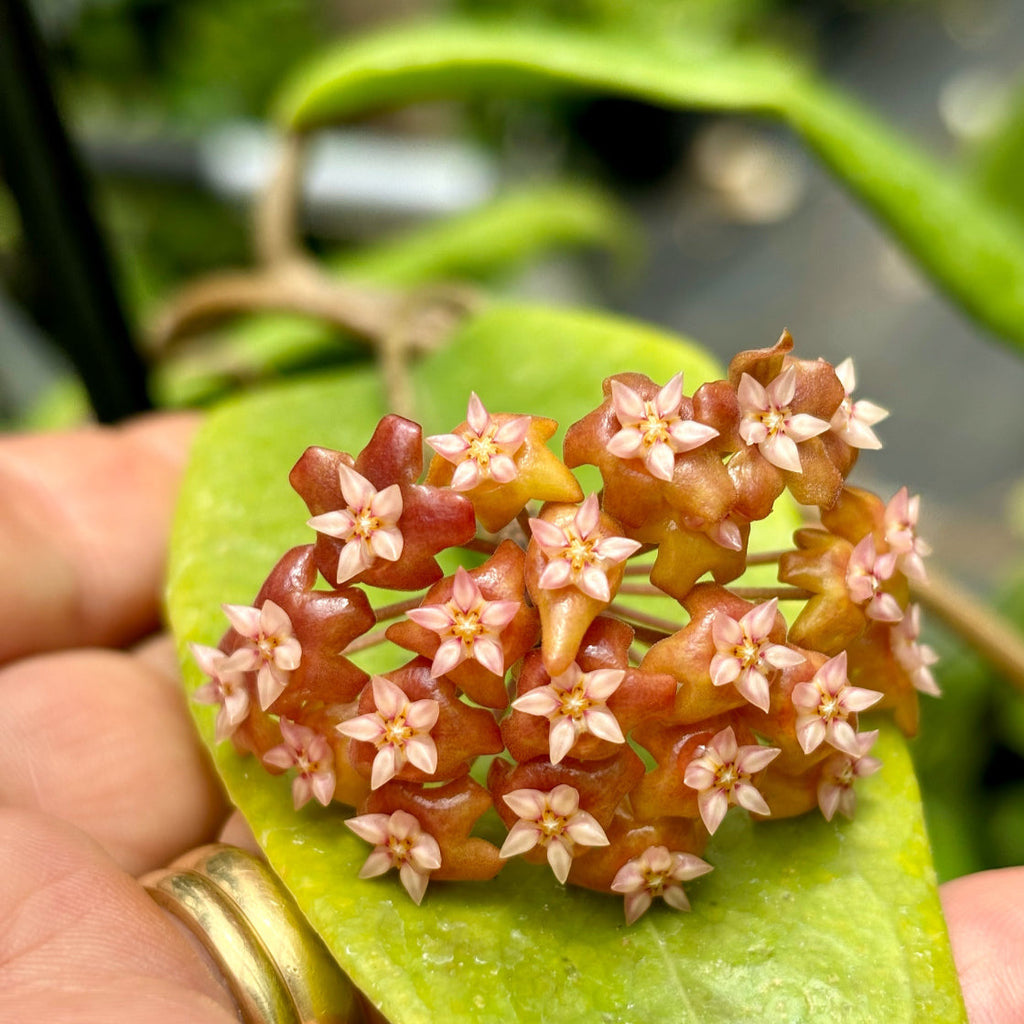 Hoya ilagiorum H183