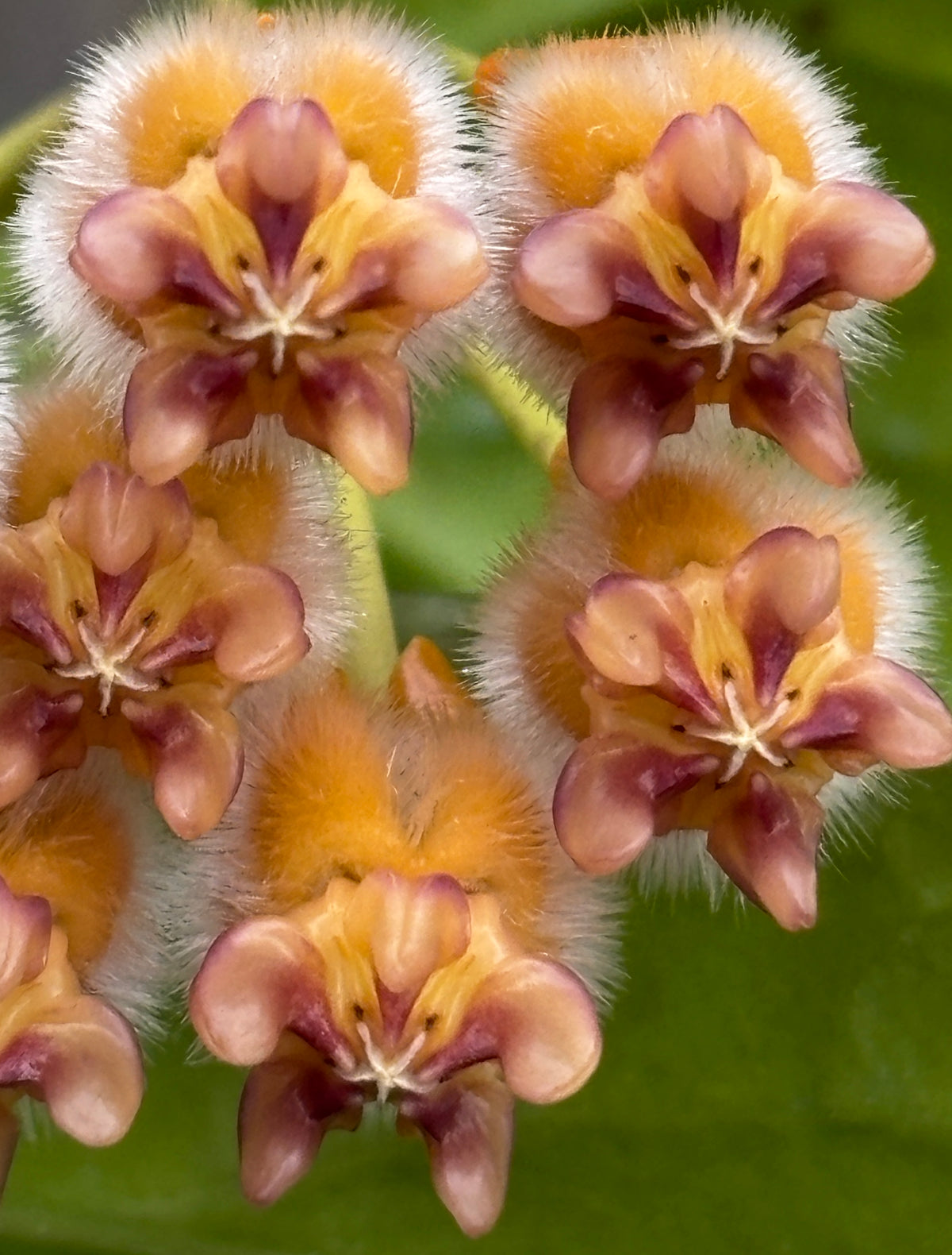 Hoya praetorii H438