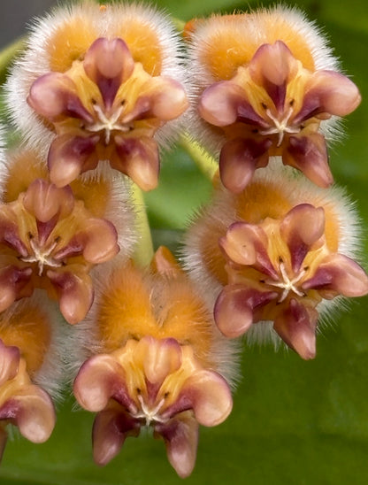 Hoya praetorii H438