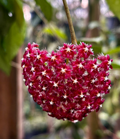 Hoya mindorensis ssp. Superba  IML 0768 H169