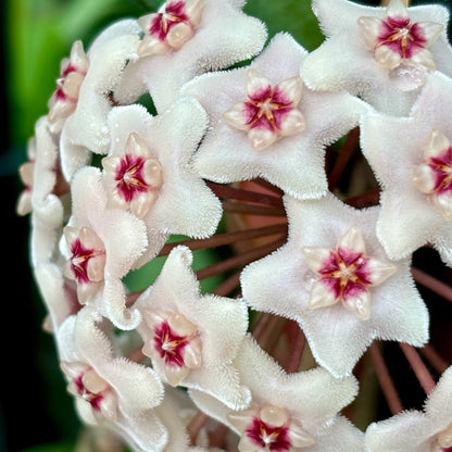 Hoya 'Shepherdell' H207