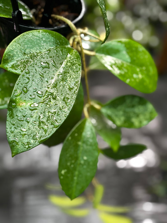 Hoya verticillata var. hendersonii H314