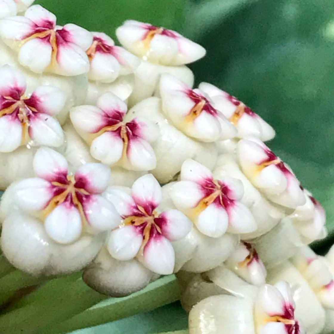 Hoya subquintuplinervis IML 1701 H84