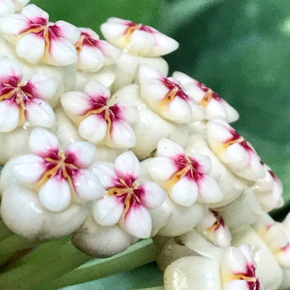 Hoya subquintuplinervis IML 1701 H84